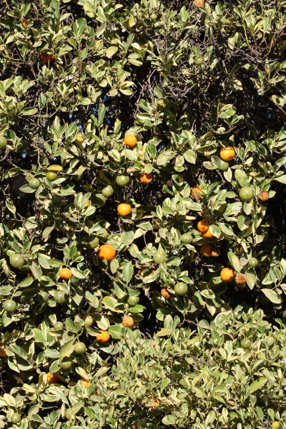            Habit (Riverside, CA)   